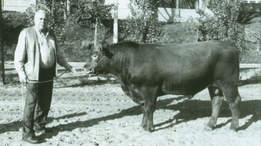 beefalo o hibrido de