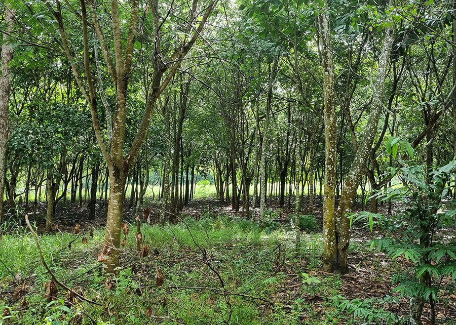 Reflorestamento em MT supera metas com plantio de mudas em áreas estratégicas reflorestamento em mt supera