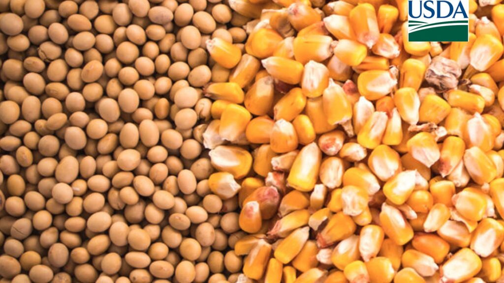 usda vendas semanais de