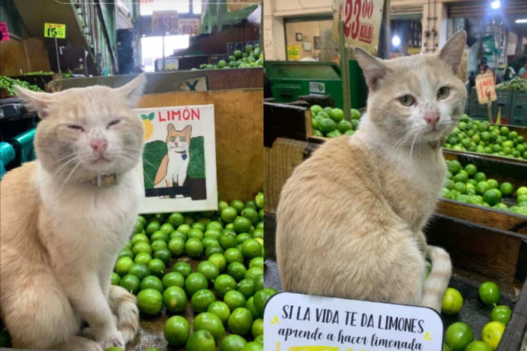 Imagem do artigo