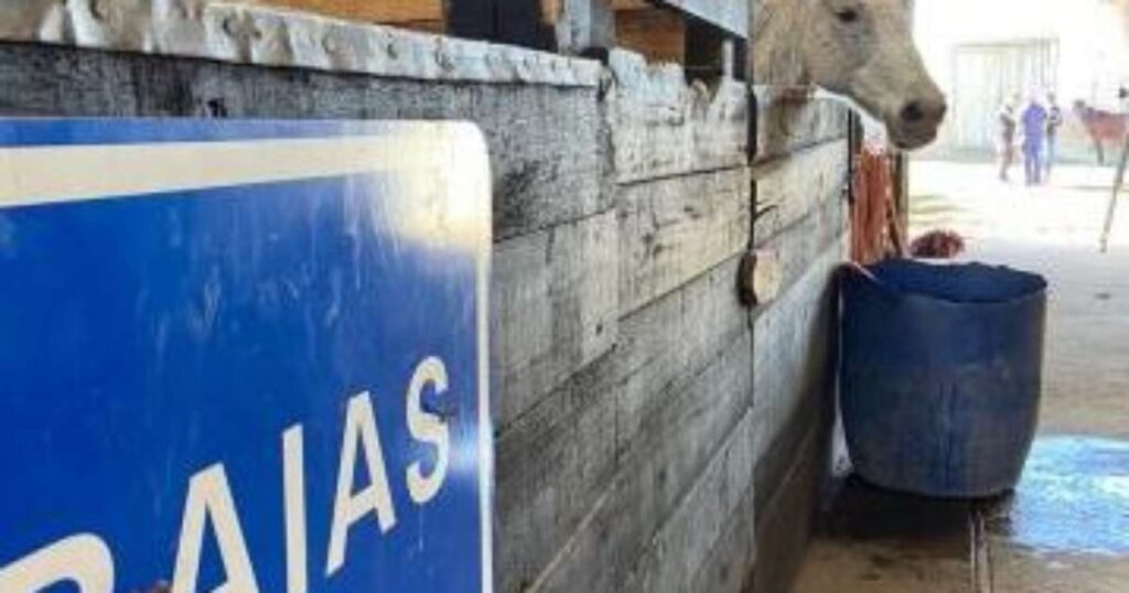 EPTC Destaca Perigos de Cavalos Soltos e Promove Adoção Consciente Imagem do artigo