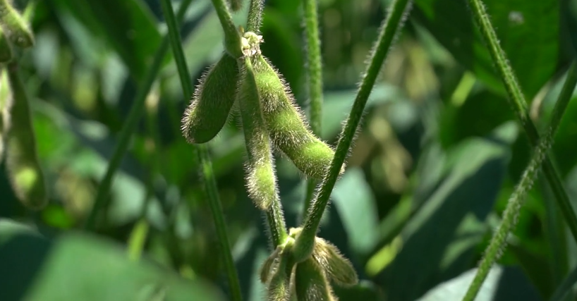 Inscrições Abertas para o 3° Congresso Paranaense de Agricultura de Baixa Emissão de Carbono Imagem do artigo