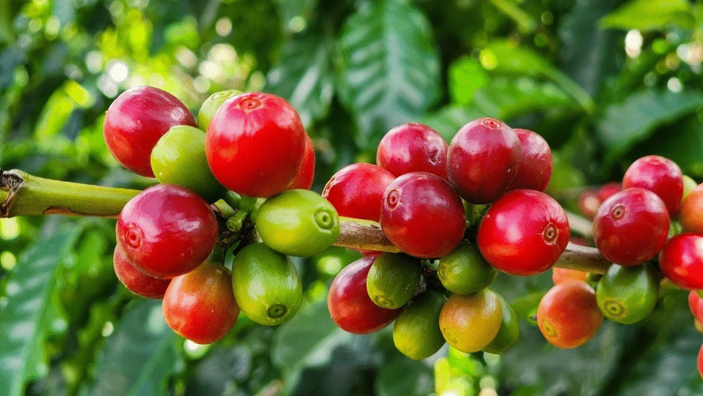 Exportações do Agronegócio Mineiro Alcançam Recorde Histórico em 2025