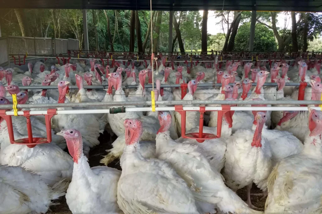 Paraná Se Destaca Como Referência Nacional na Produção de Peru na Véspera do Natal