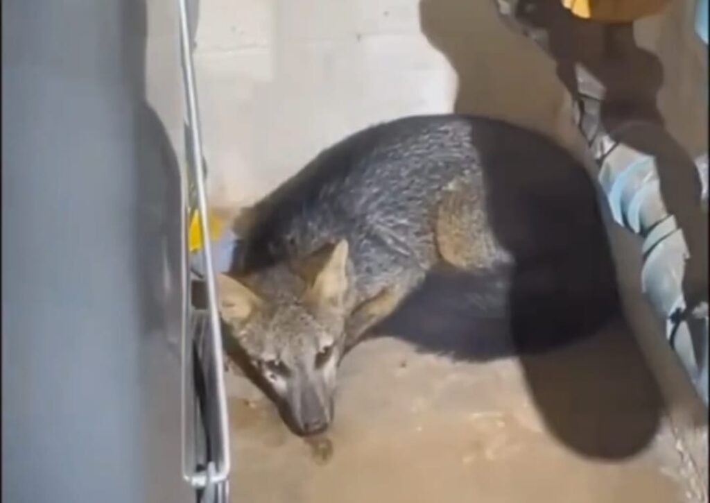 PM Resgata Cachorro-do-Mato em Aeroporto de Brasília e Garante Segurança; Veja o Vídeo