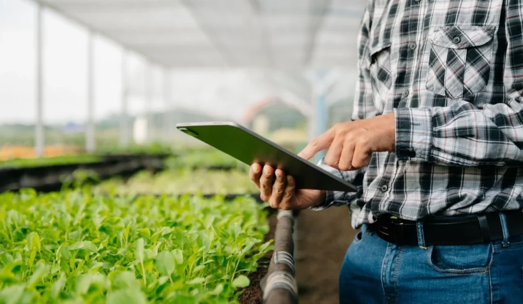 Recuperação Judicial no Agronegócio: Desafios e Estratégias para Produtores e Cooperativas
