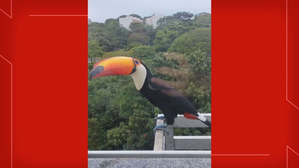 Tucano Encanta Moradores de Brasília Ao Pousar em Janela de Prédio; Assista ao Vídeo