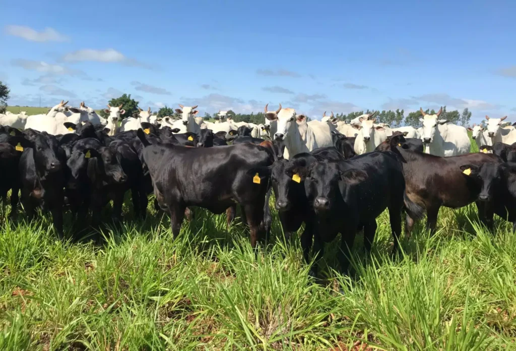 2026: O Ano da Cria no Agronegócio Brasileiro 2026: O Ano da Cria no Agronegócio Brasileiro