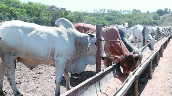 Agronegócio Alagoano: Uma Nova Era de Exportações em Curso Agronegócio Alagoano: Uma Nova Era de Exportações em Curso