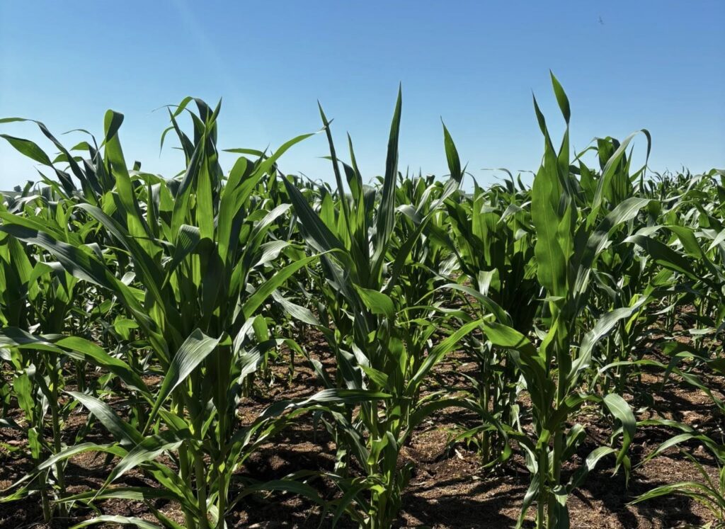 Chuvas e Calor: Fatores que Impulsionam a Cultura do Milho e Soja em Alegrete