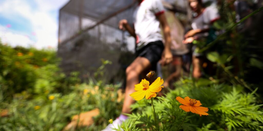Dia da Educação Ambiental: Iniciativas Transformadoras Para um Futuro Sustentável