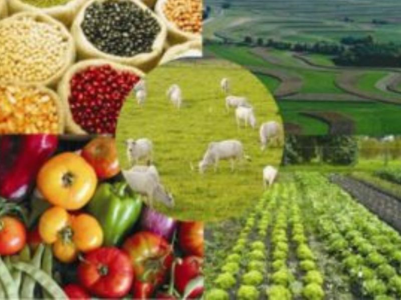 Efeitos Indiretos da Operação dos EUA na Venezuela no Agronegócio Brasileiro Efeitos Indiretos da Operação dos EUA na Venezuela no Agronegócio Brasileiro