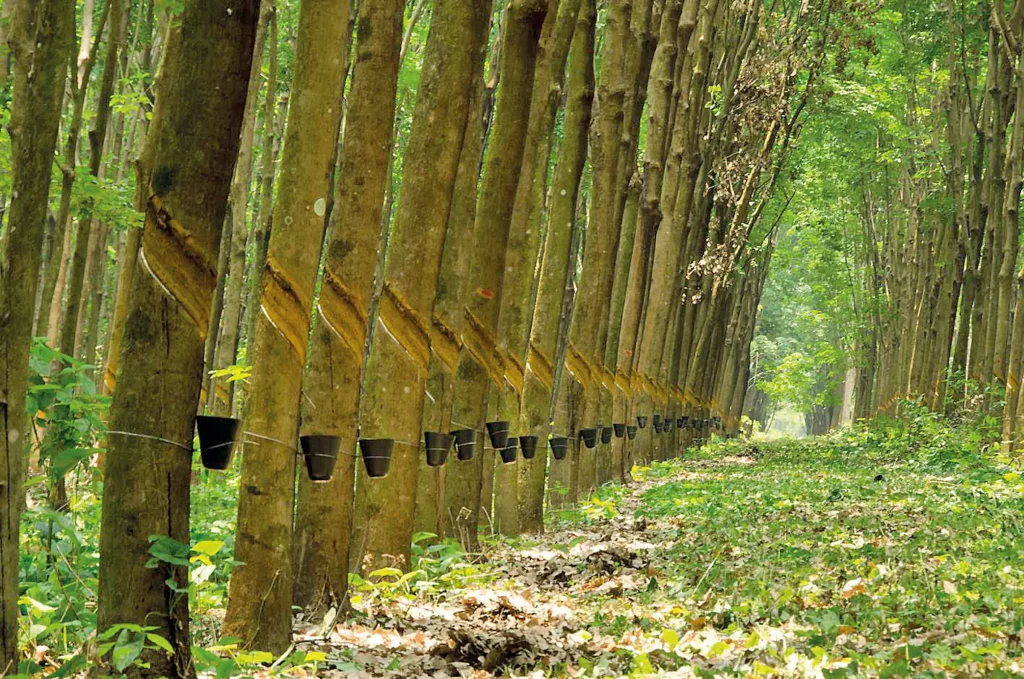 Excesso de Borracha: Desafios Enfrentados pelo Setor na Safra 2025-2026