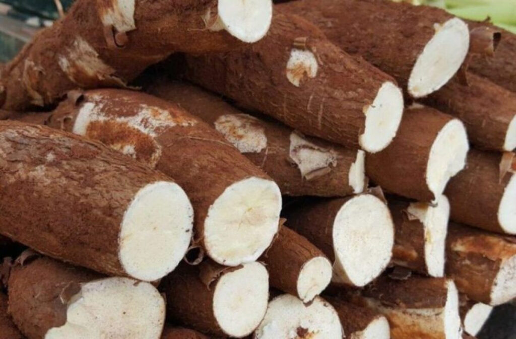 Expectativas de Rentabilidade para a Mandioca em 2025: Aumento da Oferta e Desafios para os Produtor