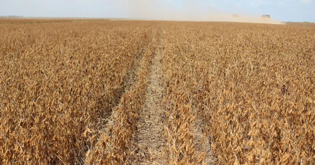 Exportações do Agronegócio Gaúcho Caem em 2025: Um Desafio para o Setor