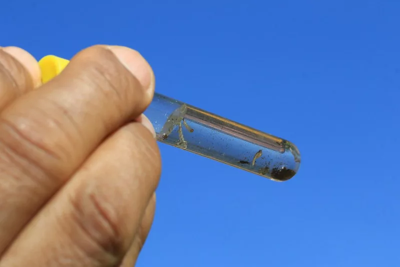 GDF Inova na Luta Contra a Dengue com Tecnologia e Controle Biológico GDF Inova na Luta Contra a Dengue com Tecnologia e Controle Biológico
