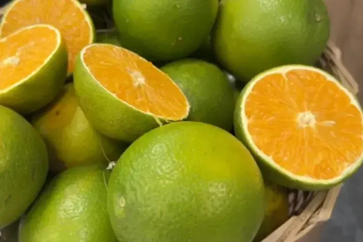 Greening em Citricultura: Medidas Urgentes do Governo de São Paulo Greening em Citricultura: Medidas Urgentes do Governo de São Paulo