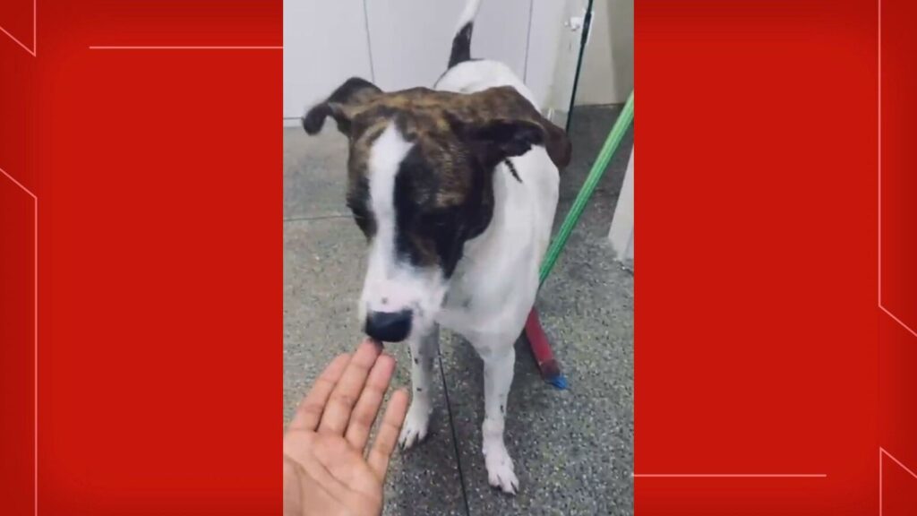 Homem Detido por Suspeita de Matar Cão a Tiros no DF