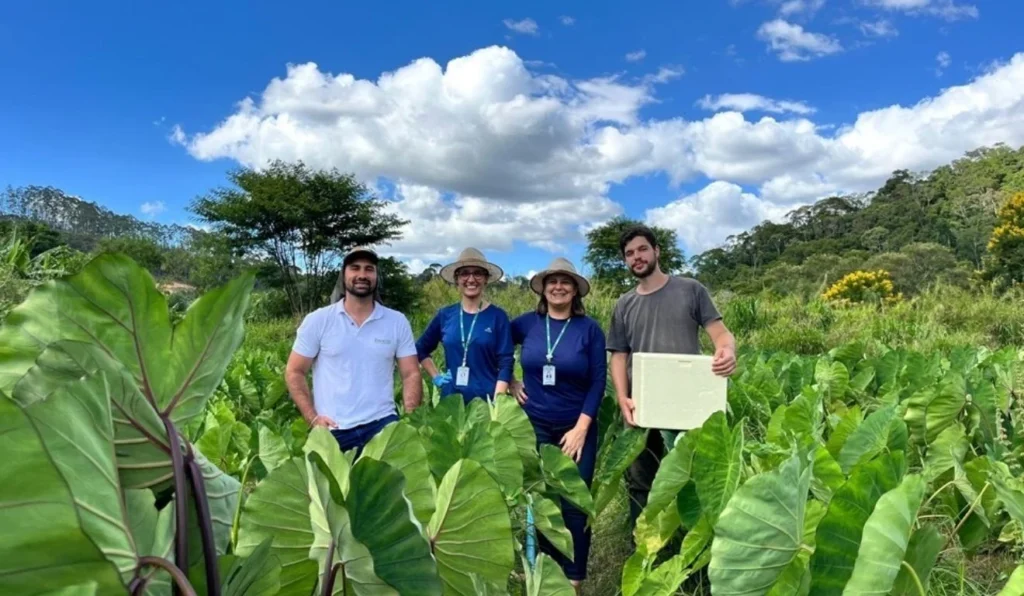 Incaper Desenvolverá Variedades de Inhame Adaptadas ao Espírito Santo