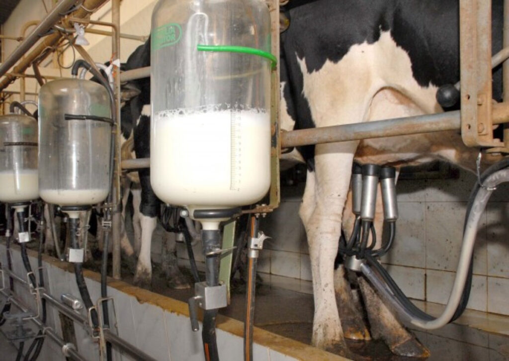 Pecuária Leiteira: Desafios e Estratégias até 2026