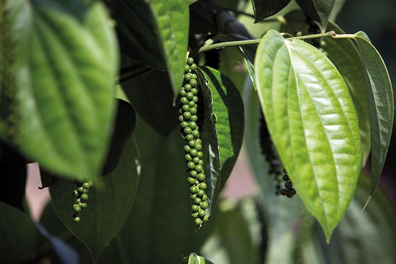 Produtor capixaba inova com secador a gás para elevar a qualidade da pimenta-do-reino Produtor capixaba inova com secador a gás para elevar a qualidade da pimenta-do-reino