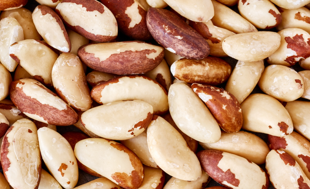 Abertura do Mercado Turco para a Castanha-do-Brasil: Oportunidade de Crescimento Abertura do Mercado Turco para a Castanha-do-Brasil: Oportunidade de Crescimento