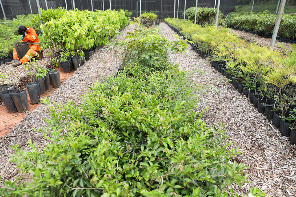 Distrito Federal Atinge Marca de 218 Mil Árvores Plantadas e Aumenta Meta até 2027 Distrito Federal Atinge Marca de 218 Mil Árvores Plantadas e Aumenta Meta até 2027