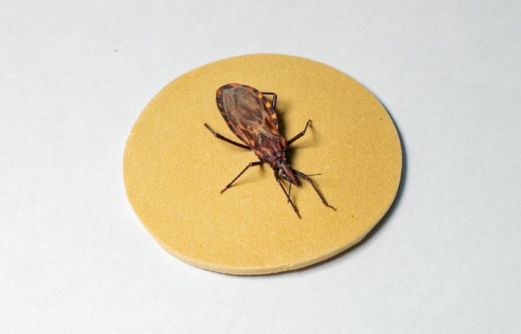 Doença de Chagas: 90% dos pacientes com marcapasso em Brasília têm a enfermidade