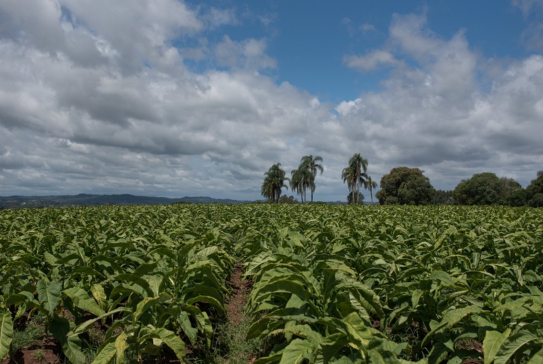 Exportações do Agronegócio Gaúcho Atingem US$ 4,5 Bilhões no Quarto Trimestre de 2025 Exportações do Agronegócio Gaúcho Atingem US$ 4,5 Bilhões no Quarto Trimestre de 2025