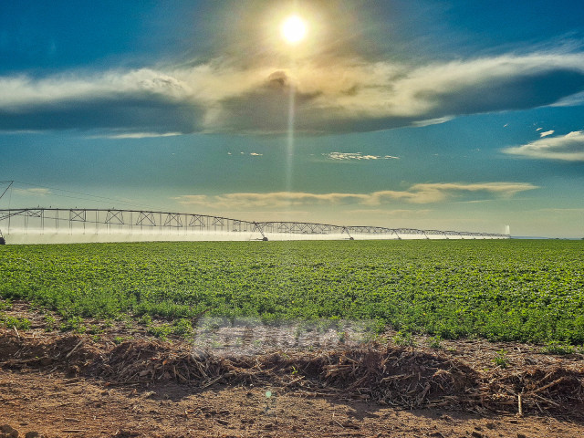 Renda Fixa e Agronegócio: As Principais Apostas de Investimento para 2026, Afirma XP Renda Fixa e Agronegócio: As Principais Apostas de Investimento para 2026, Afirma XP