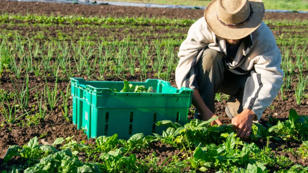 Retrato Detalhado da População Rural do DF: Dados Reveladores da Pdad-A 2024