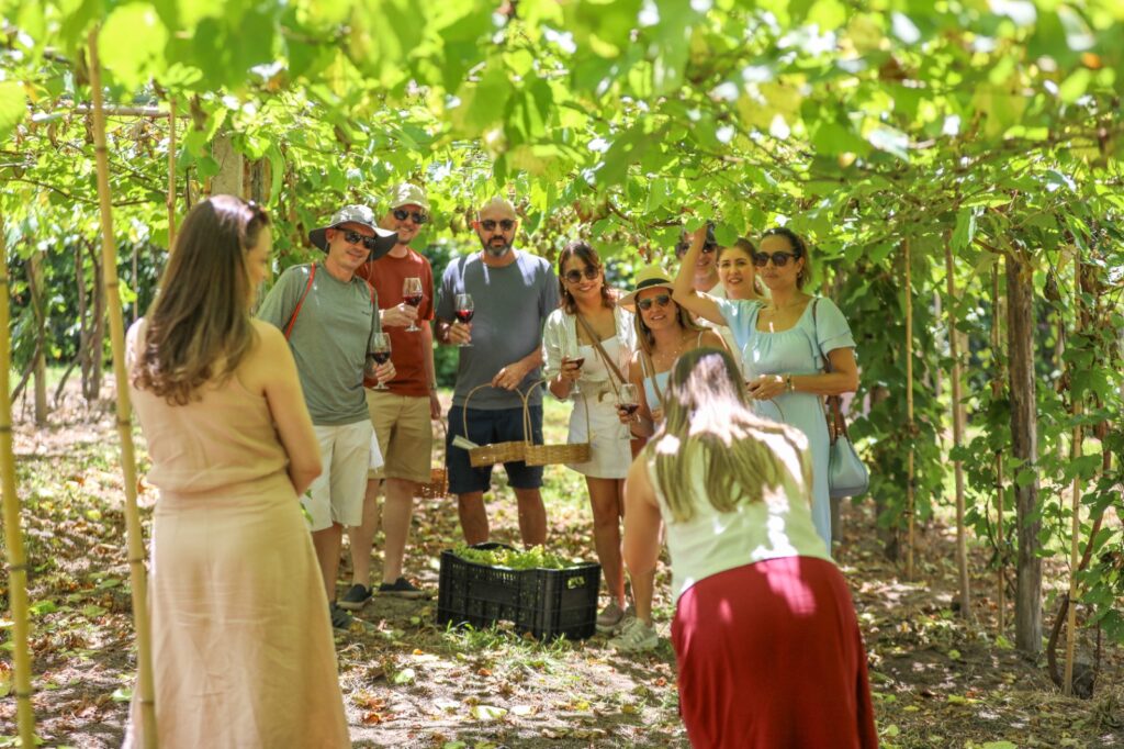 Rota das Uvas: Brasília Se Torna um Destino Imperdível de Enoturismo Durante o Carnaval Rota das Uvas: Brasília Se Torna um Destino Imperdível de Enoturismo Durante o Carnaval