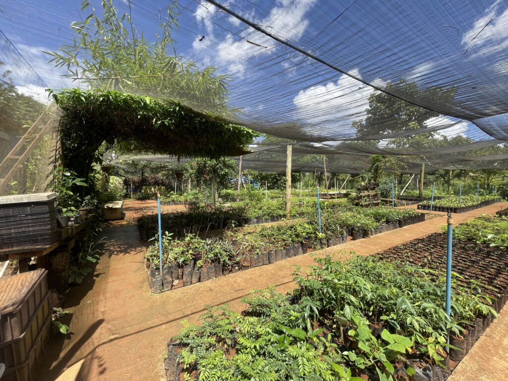 Viveiro do Lago Norte Intensifica Reflorestamento no DF com Mudas Nativas