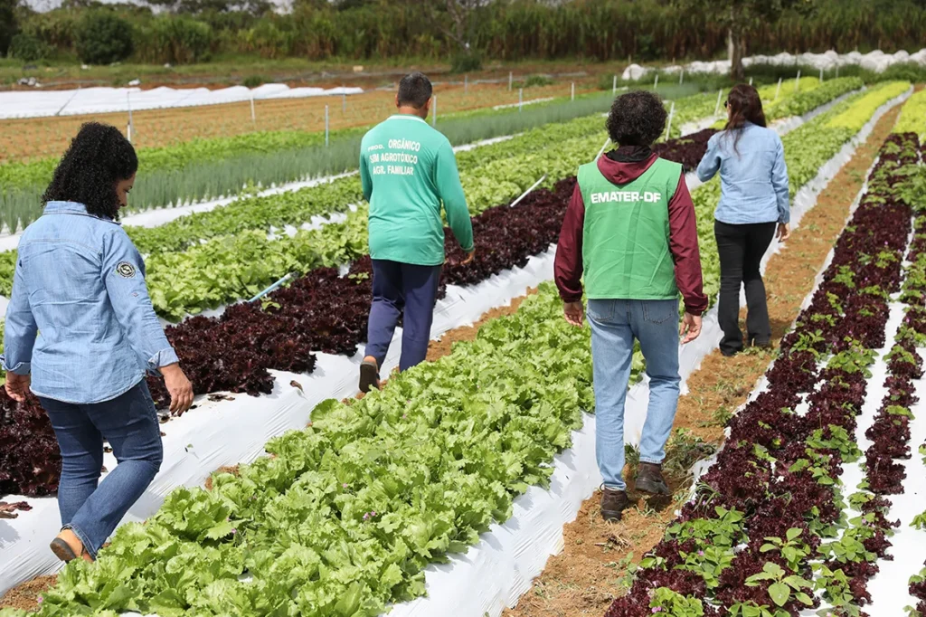 Aumento de 24% no Número de Produtores Rurais Assistidos no DF: A Revolução da Agricultura Familiar