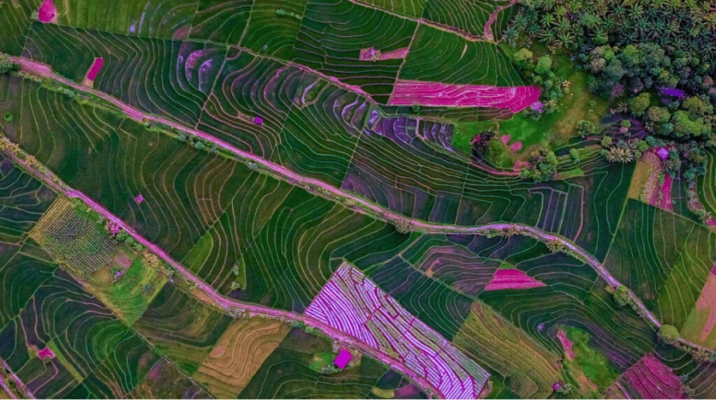 Como a Tecnologia Pública Impulsiona o Agronegócio e a Preservação Patrimonial no Brasil