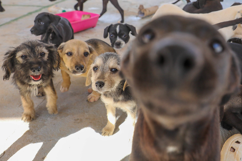 GDF Estabelece Proteção Animal como Política Pública Permanente e Efetiva GDF Estabelece Proteção Animal como Política Pública Permanente e Efetiva