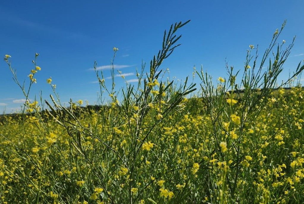 MAPA libera agroquímicos para carinata e impulsiona o cultivo no Brasil MAPA libera agroquímicos para carinata e impulsiona o cultivo no Brasil