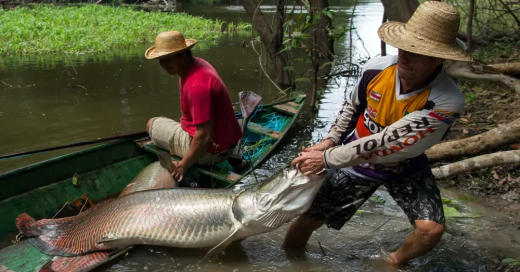 Pirarucu se torna ameaça no Distrito Federal: Abate Autorizado Pirarucu se torna ameaça no Distrito Federal: Abate Autorizado