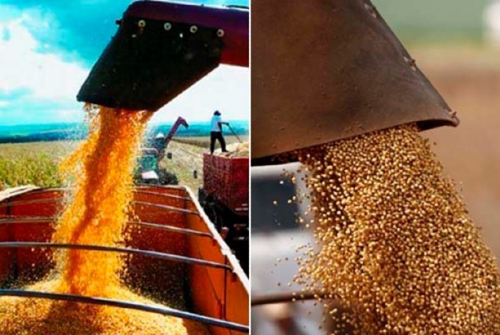 Soja e Milho Encerram Fevereiro em Queda no Brasil Apesar de Safra Recorde e Alta em Chicago Soja e Milho Encerram Fevereiro em Queda no Brasil Apesar de Safra Recorde e Alta em Chicago