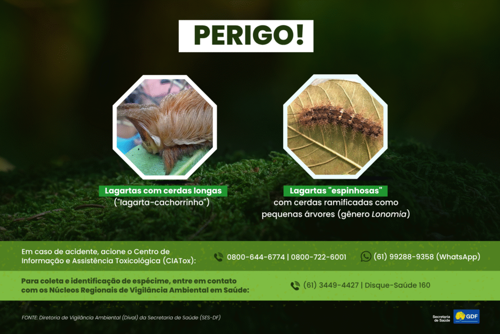 Acidentes com Lagartas: Riscos e Prevenções no Distrito Federal Acidentes com Lagartas: Riscos e Prevenções no Distrito Federal