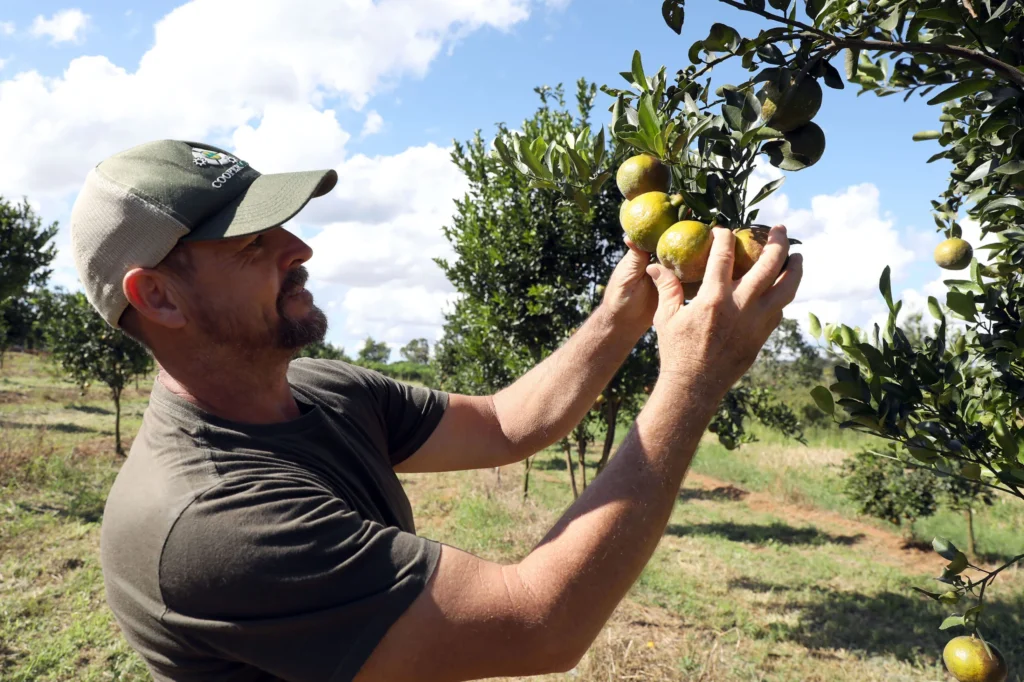 Agricultura Familiar no DF: R$ 184 Milhões em Compras para Educação e Segurança Alimentar