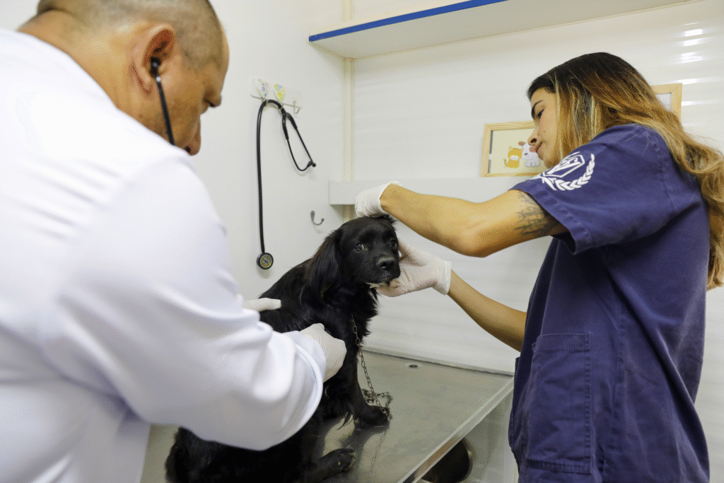 Atendimento Veterinário Gratuito: Hvep Móvel Chega ao Paranoá nesta Segunda-feira Atendimento Veterinário Gratuito: Hvep Móvel Chega ao Paranoá nesta Segunda-feira