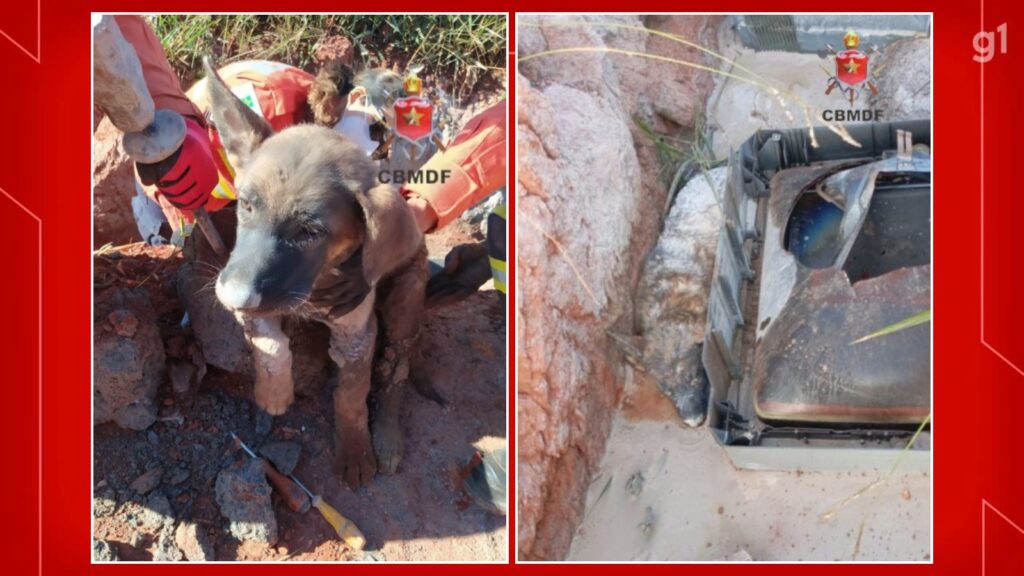 Cachorrinho é Resgatado de Concreto no DF: A Ação Heroica dos Bombeiros Cachorrinho é Resgatado de Concreto no DF: A Ação Heroica dos Bombeiros