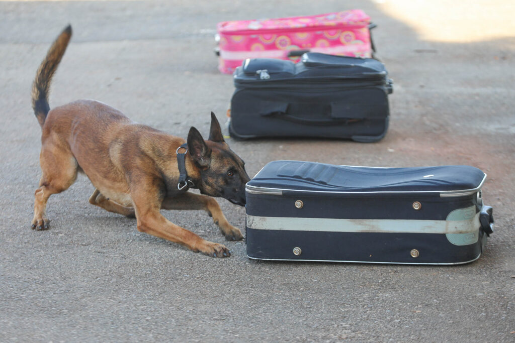 Cães Policiais Aumentam Eficiência em Operações no DF: O Impacto do BPCães