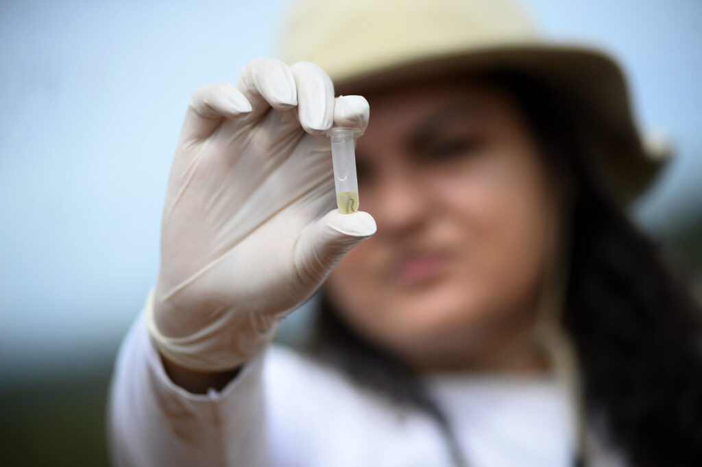 Chikungunya: Entenda os riscos e sintomas dessa doença emergente Chikungunya: Entenda os riscos e sintomas dessa doença emergente