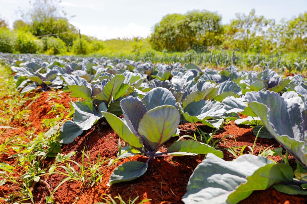 Comitê da SES-DF Intensifica Vigilância Sobre Agrotóxicos no Distrito Federal Comitê da SES-DF Intensifica Vigilância Sobre Agrotóxicos no Distrito Federal