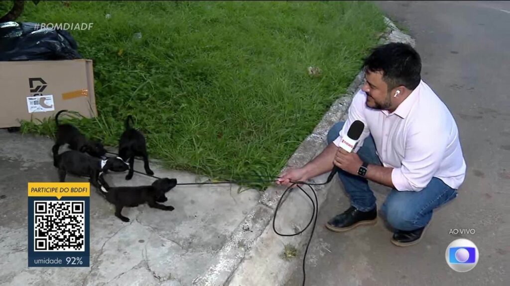 Filhotes Abandonados Encantam Repórter em Samambaia com ‘Ataque’ ao Microfone Filhotes Abandonados Encantam Repórter em Samambaia com 'Ataque' ao Microfone