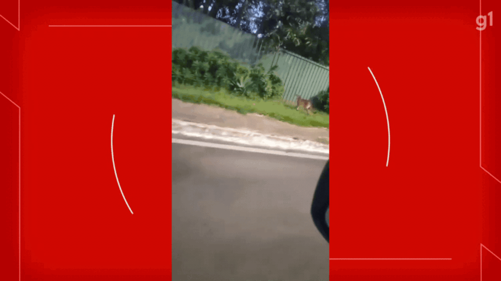 Onça é Avistada em Lago Norte, DF: Motorista Registra Momento Impressionante Onça é Avistada em Lago Norte, DF: Motorista Registra Momento Impressionante