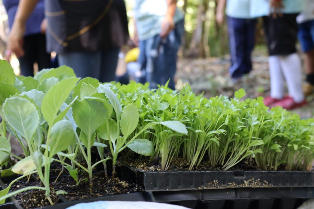 Projeto Escolas de Arte do Cerrado: Educação Ambiental e Cultura em Foco