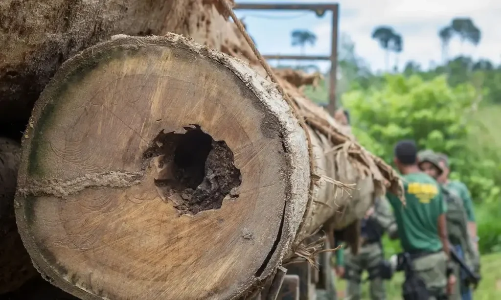 Soluções para o Desmatamento no Brasil: A Falta de Vontade Política Segundo Marina Rossi